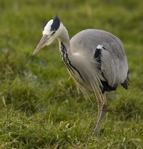 Blauwereiger141208